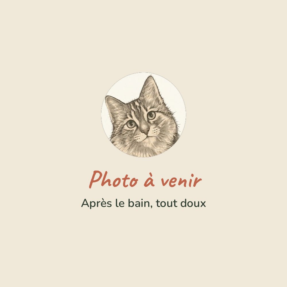 Chat après le bain (photo à venir)