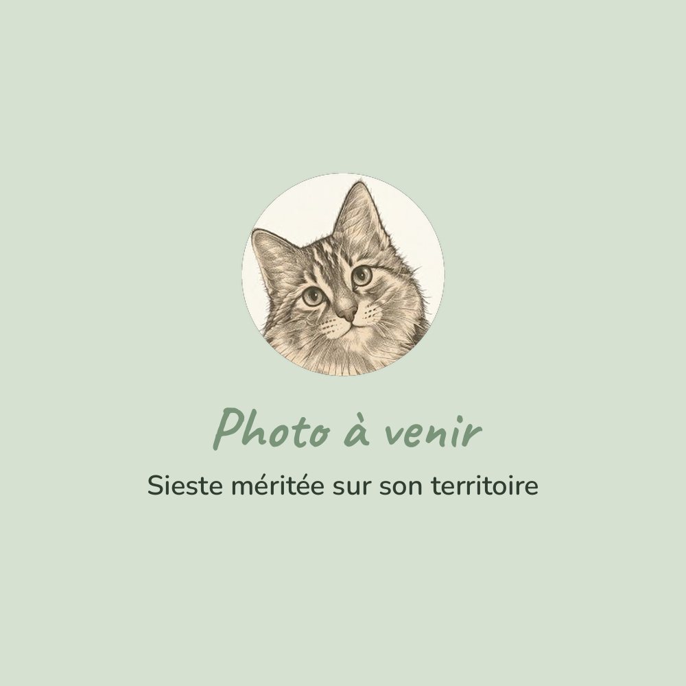 Chat qui fait la sieste après son soin (photo à venir)