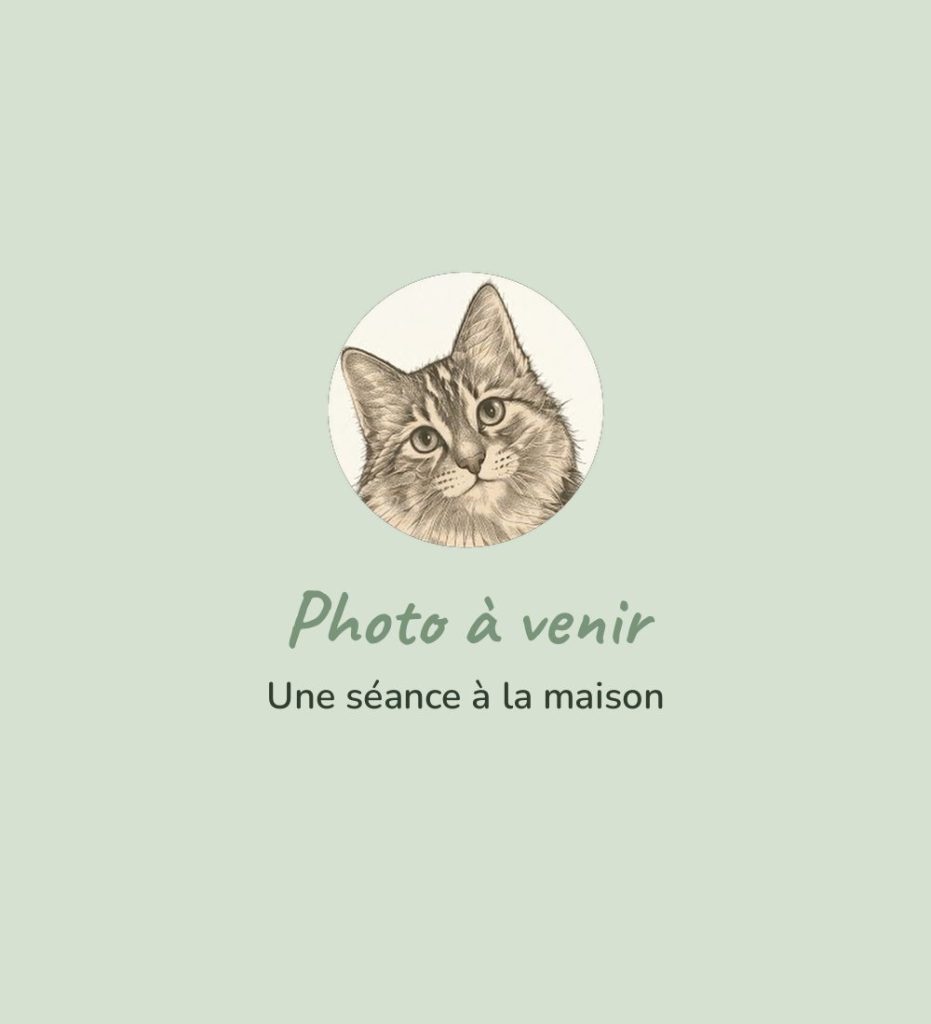 Séance de toilettage à domicile (photo à venir)